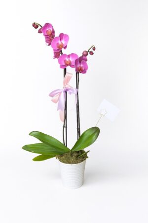 orq2